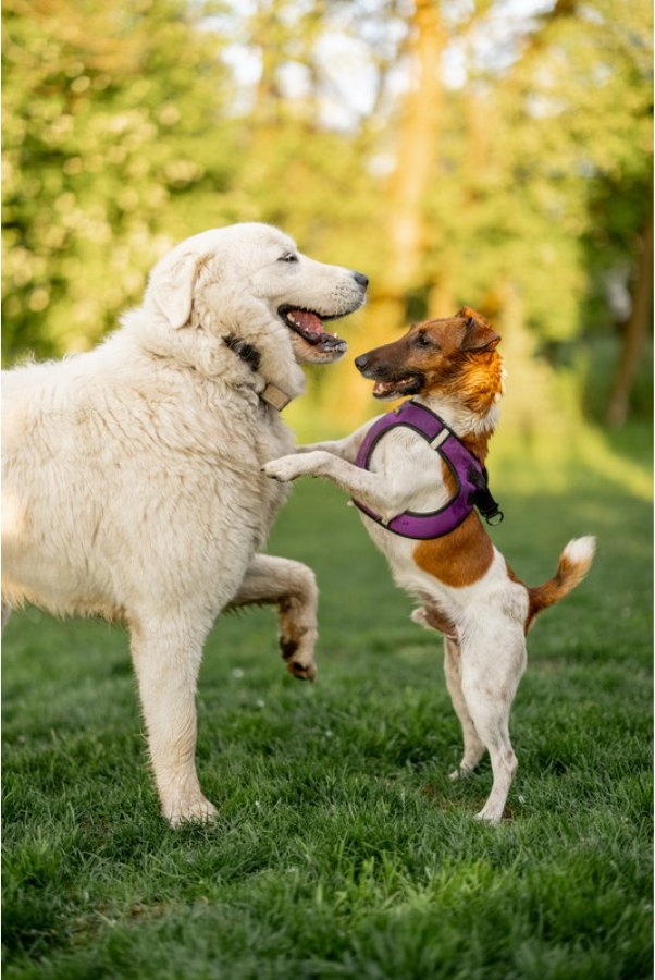 Zwei Hunde spielen miteinander auf einer sonnigen Wiese am Waldrand